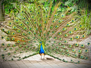 a peacock