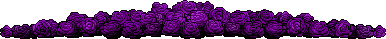 Purple Roses Divider