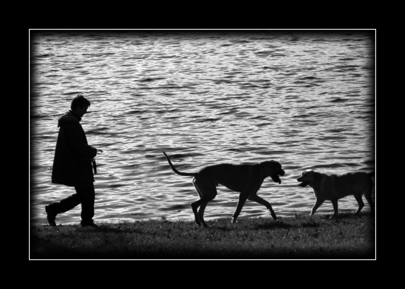 One man and his dogs ...