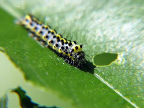 Caterpillar 5