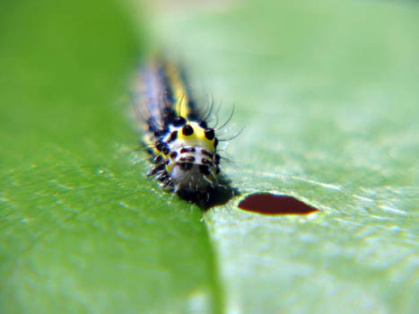 Caterpillar 6