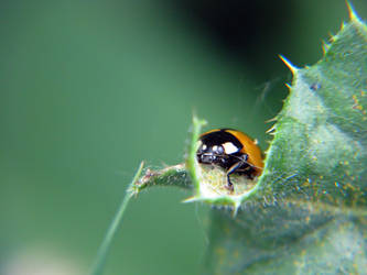 Ladybird 3