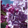 Lilacs