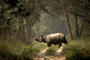 Nature Safari India