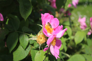 Pink Roses