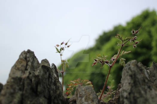 Flower on a wall