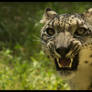 Snow leopard 2