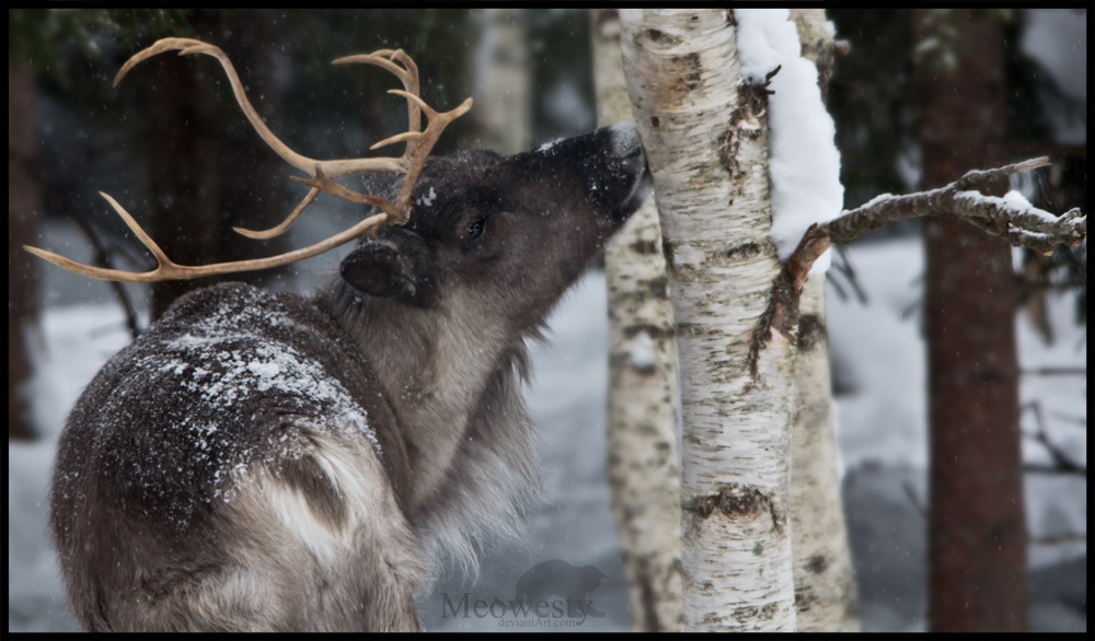 Reindeer