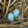 Starling Eggs