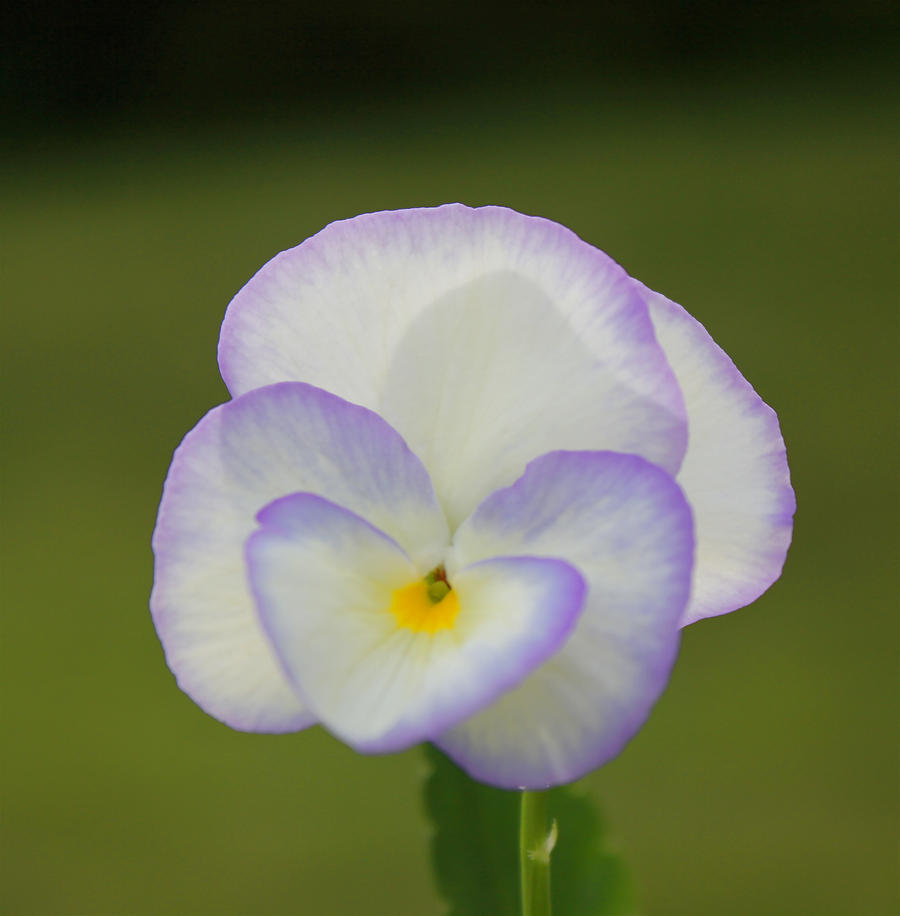 English Viola