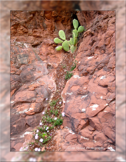 Cozy Cactus