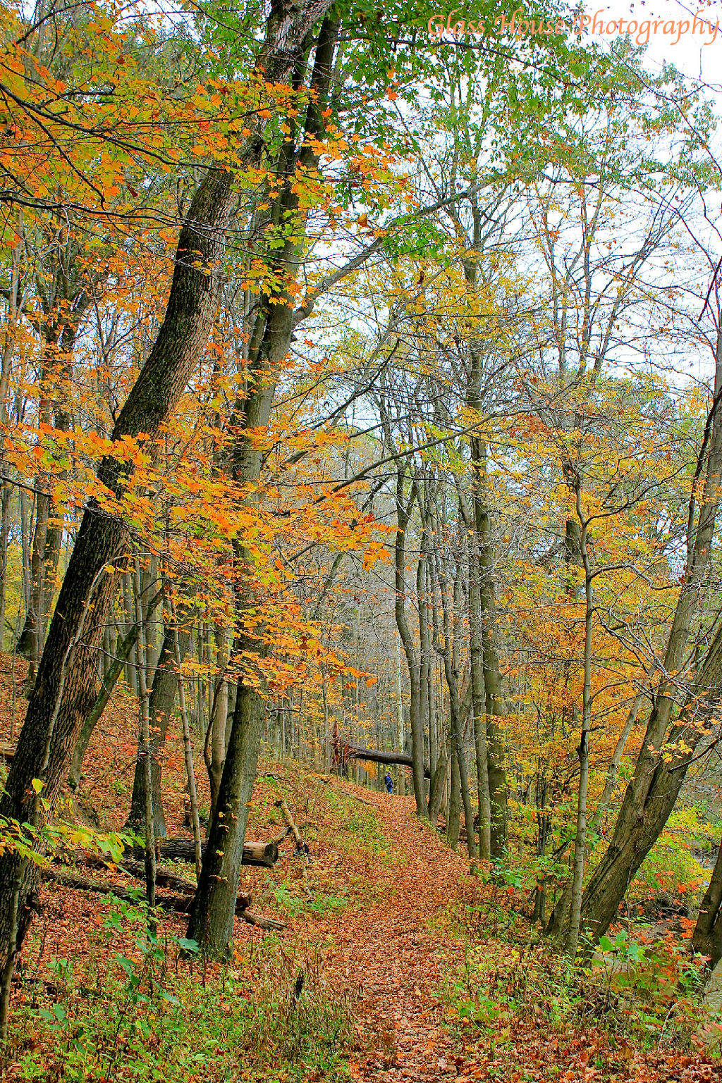 Autumn Walk