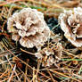 Ruffled Fungus