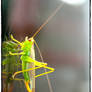 Katydid