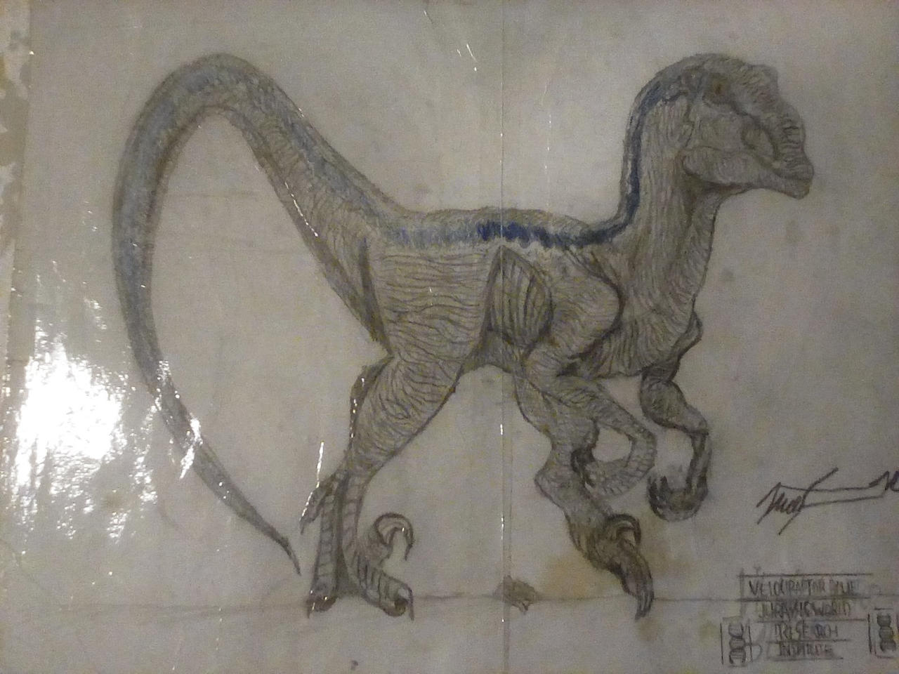Blue Raptor Drawing Riding Jurassic World Velociraptor blue drawing by kongzilla978 on DeviantArt