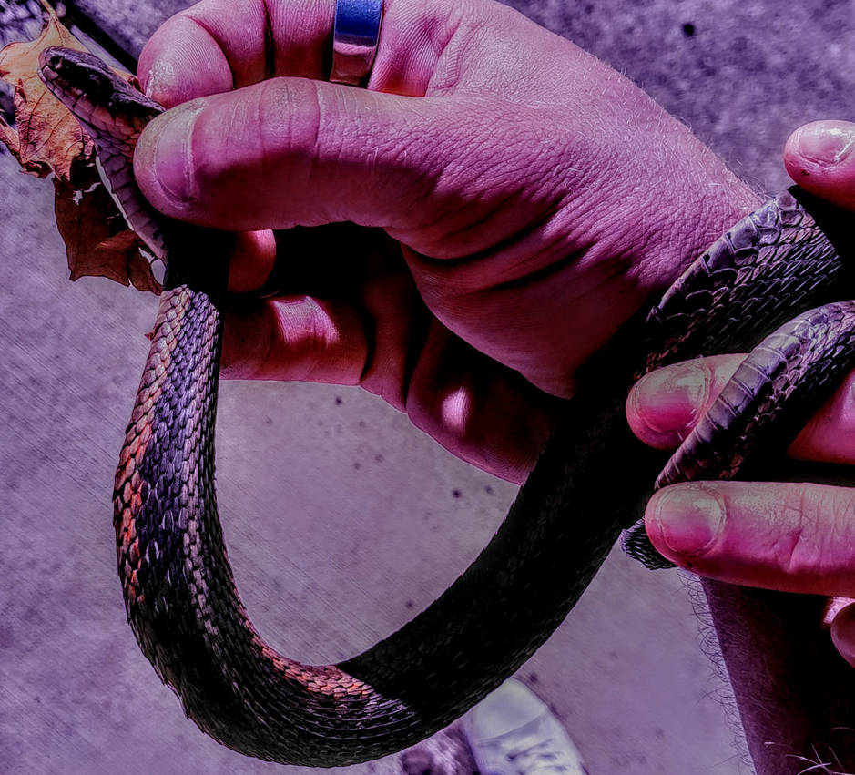 Garter Snake in November by BizabstrakUSA on DeviantArt