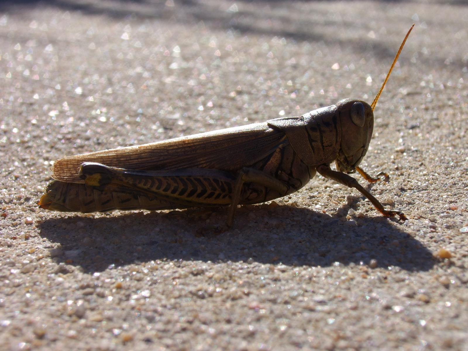 Grasshopper Number Two