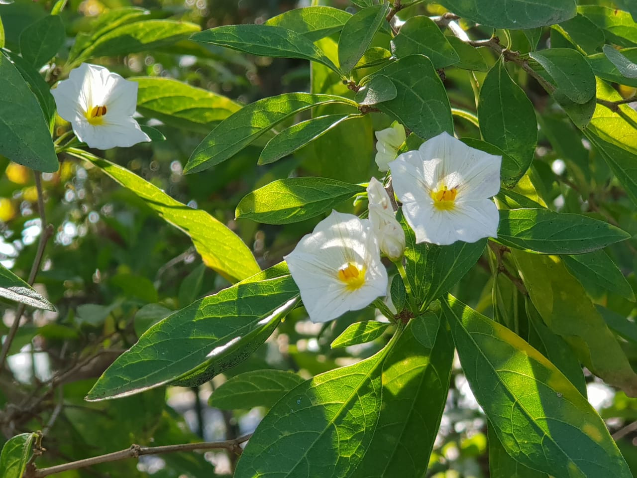 Img-20190531-wa0022