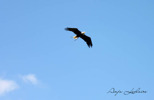 Poing Wildpark - Eagle