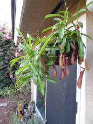 Nepenthes Pitcher Plant #1