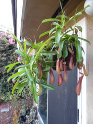 Nepenthes Pitcher Plant #2