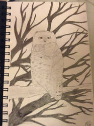 Snowy Owl- Kate H.