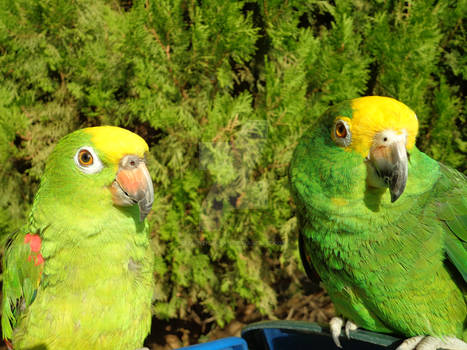 Rocky and Lola in the afternoon