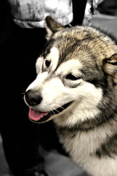 Alaskan Malamute