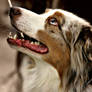 Australian Shepherd