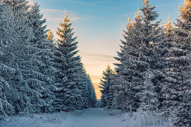 Winter Wonderland