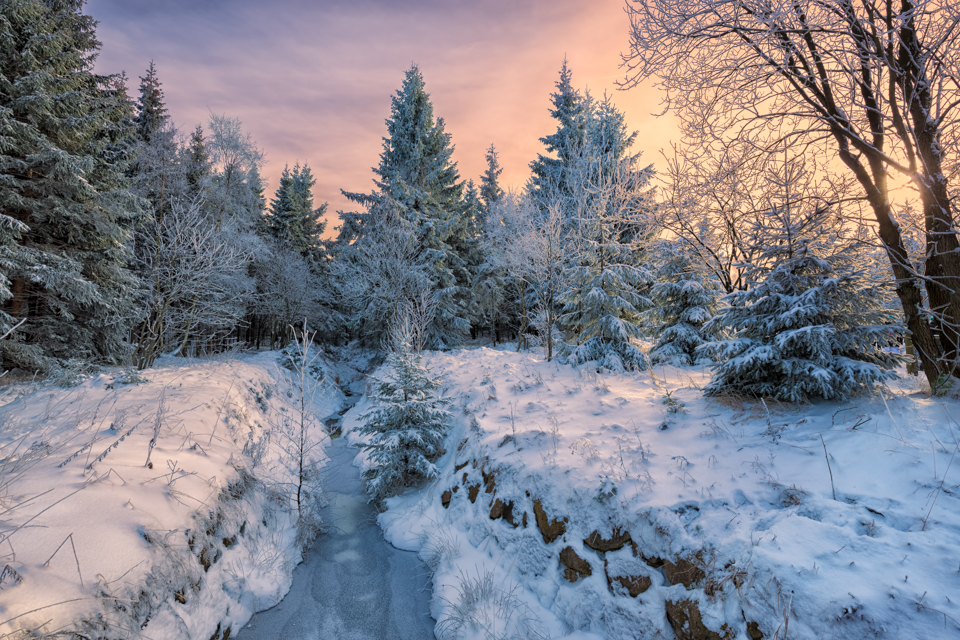 Magical Winter Wood