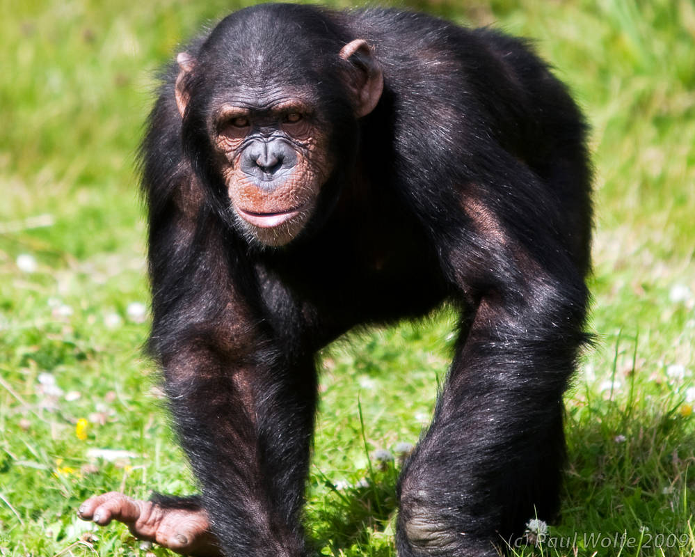Chimp close-up by StoneWolfe on DeviantArt