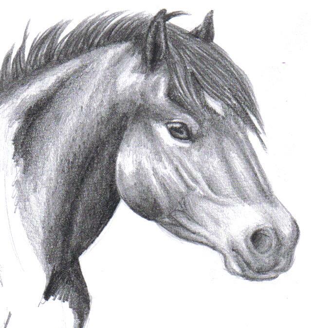 Dartmoor pony WIP2 by SaveTheDartmoorPony on DeviantArt