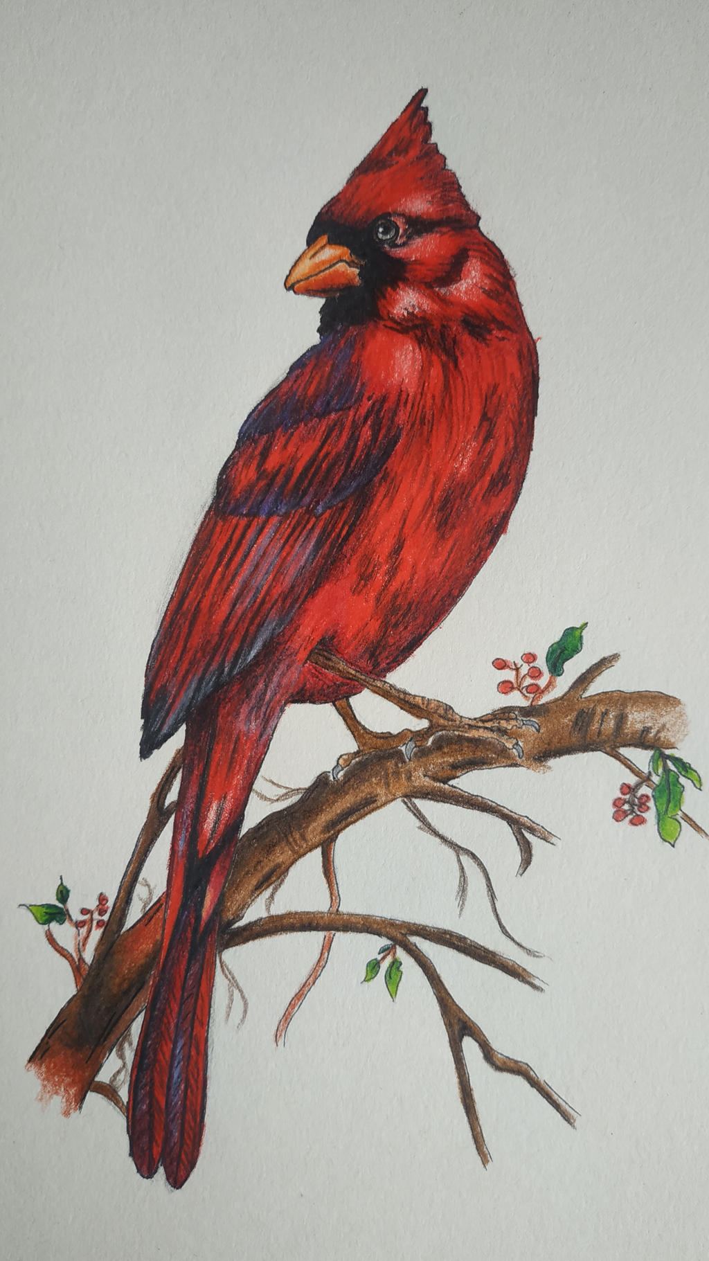 Northern Cardinal (bird) drawing by LenkaBromova on DeviantArt