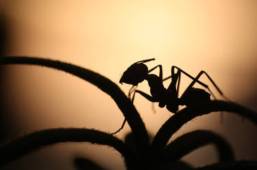 Ant Silhouette