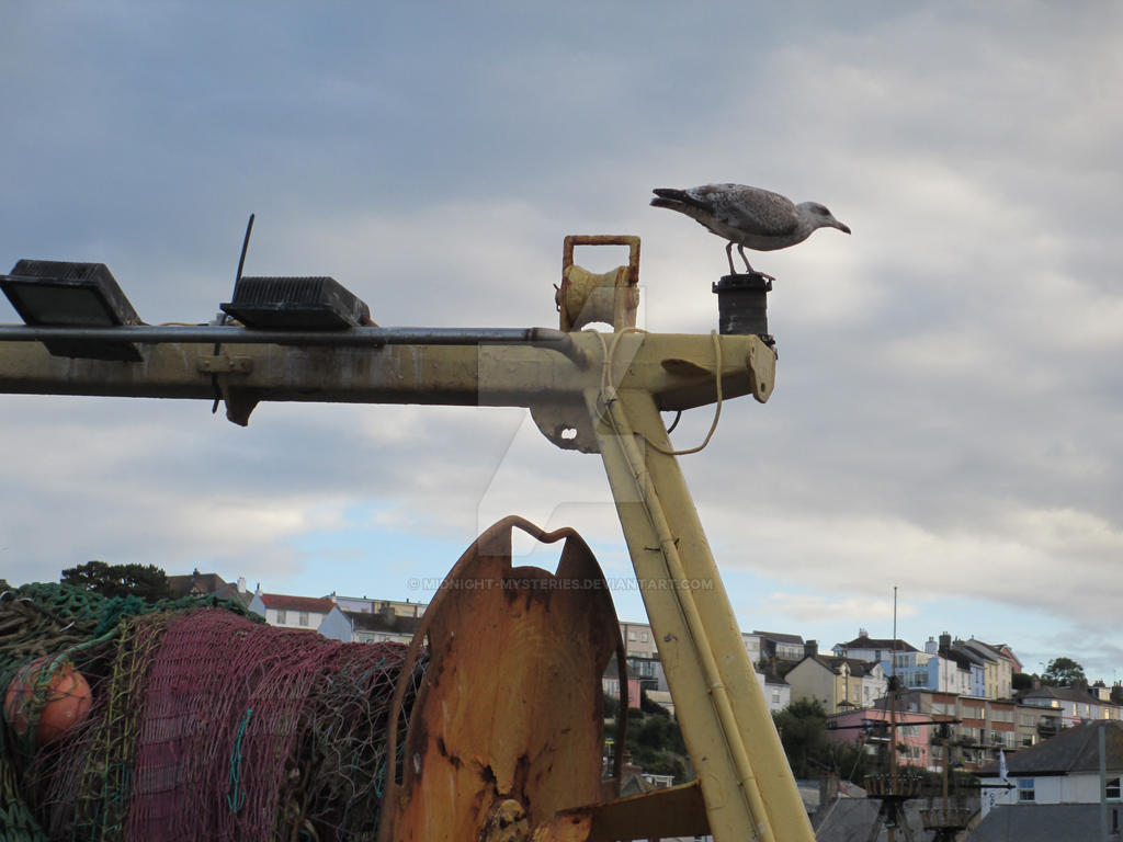 The Gull at the Harbour