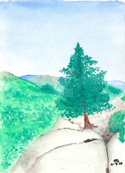 Pine tree