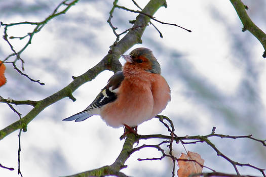 Proud Chaffinch I