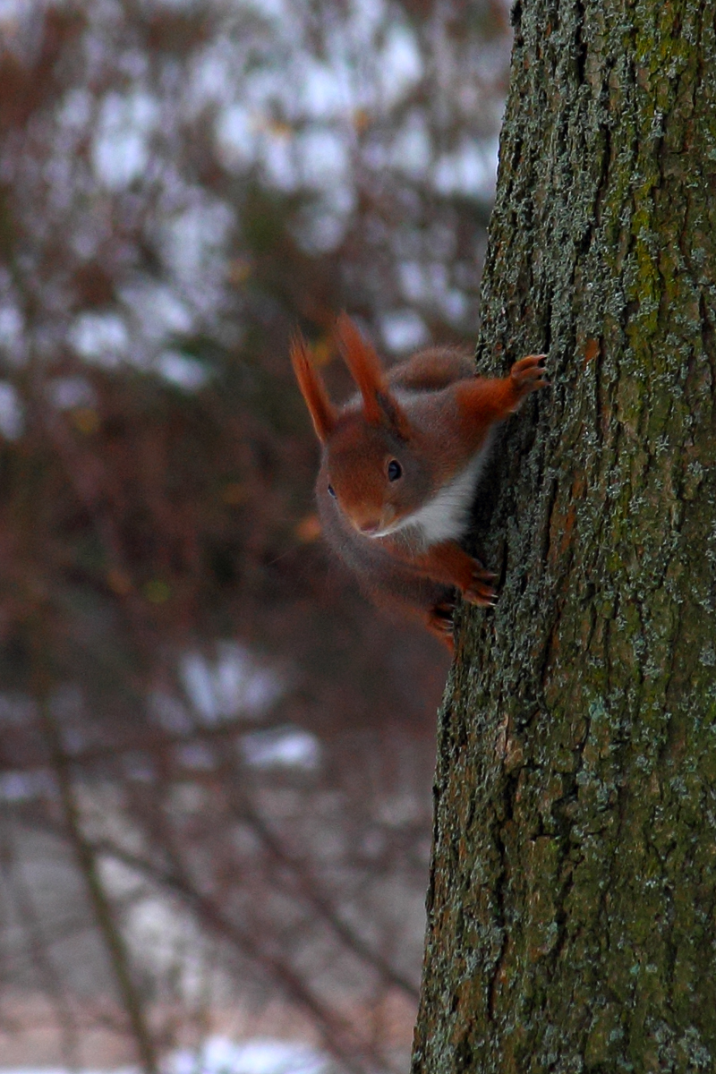 Squirrel Adventures [08]