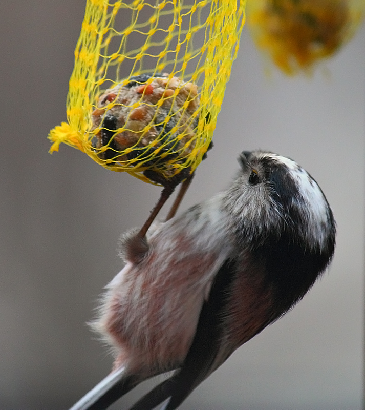 Long-tailed Tit (Aegithalos europaeus)