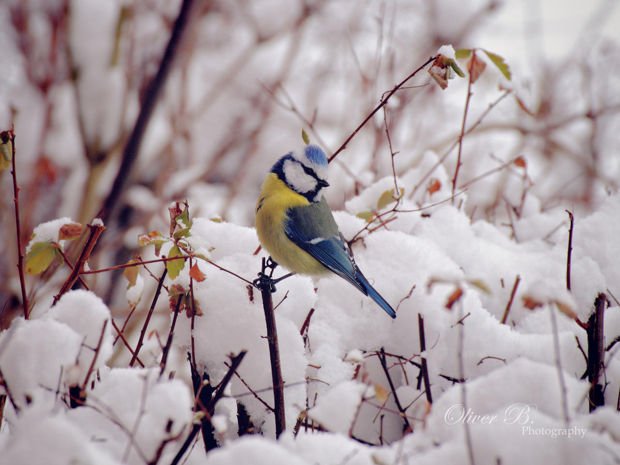 Colors in the snow