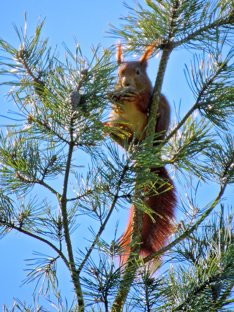 Treetop Dinner