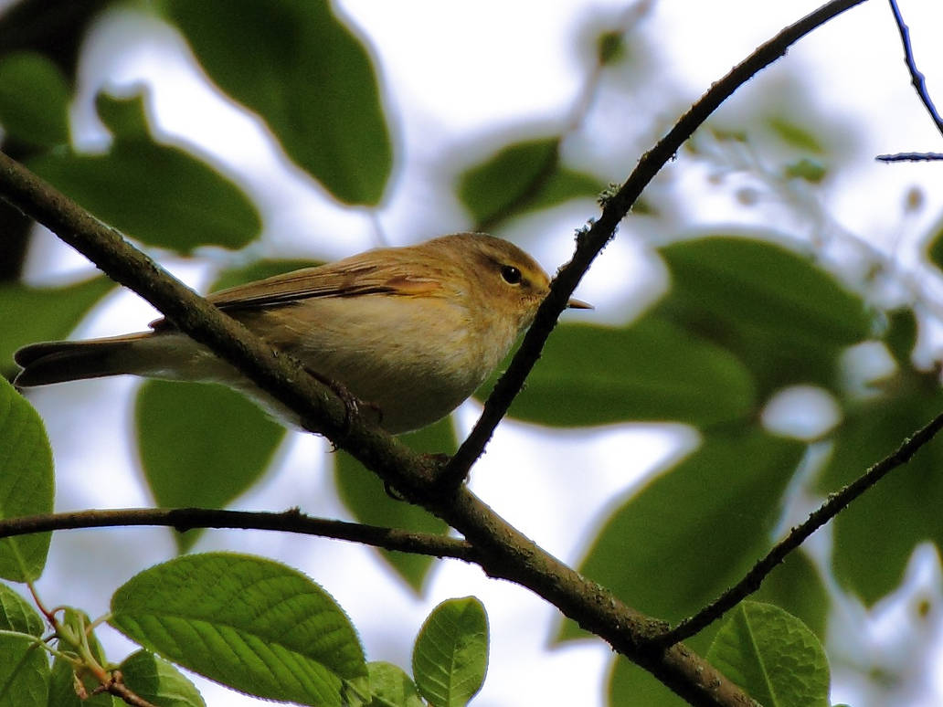 Reigning Supreme by OliverBPhotography on DeviantArt