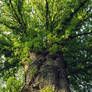 Green Roof