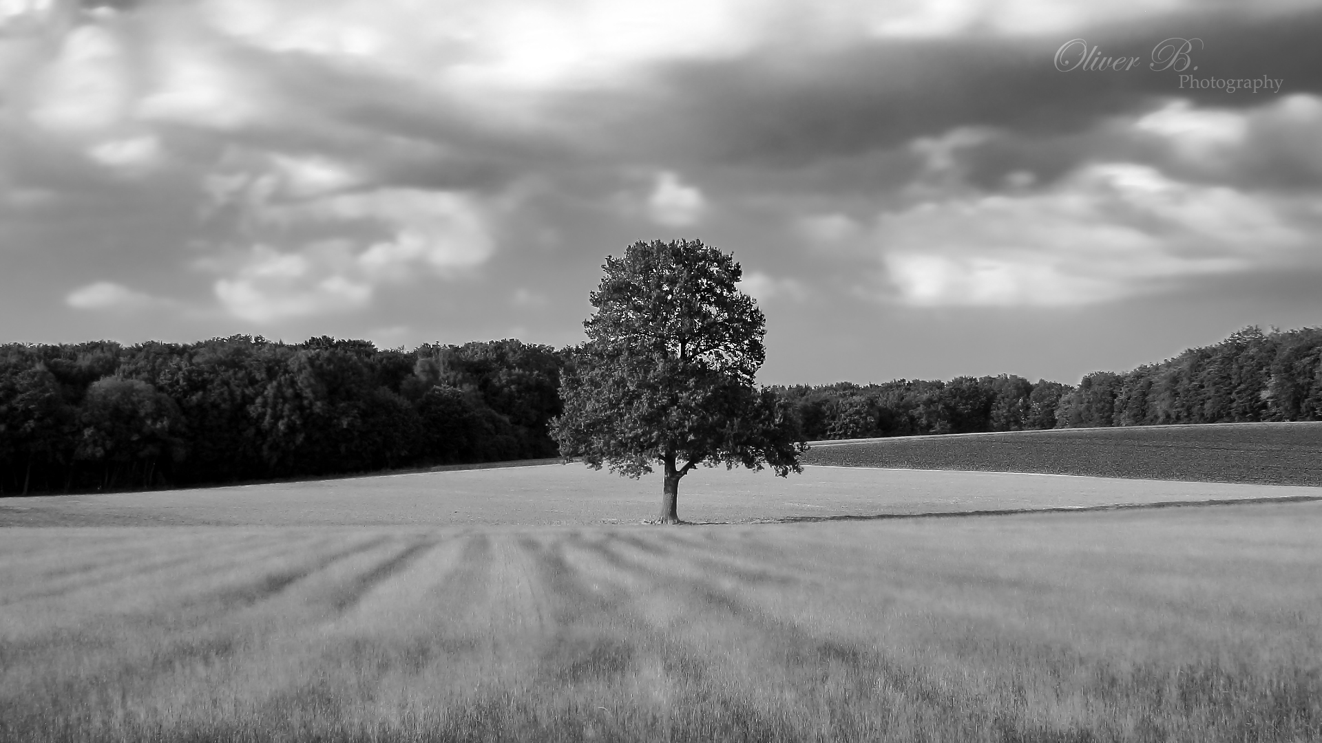 Lonesome Tree I