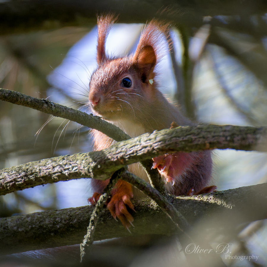 Eurasian Red Squirrel