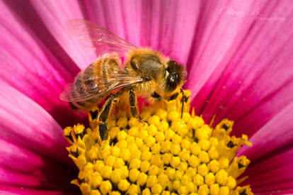 Of Flowers and Bees