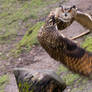 Eurasian Eagle Owl