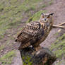 Eurasian Eagle Owl