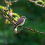 Spotted Flycatcher